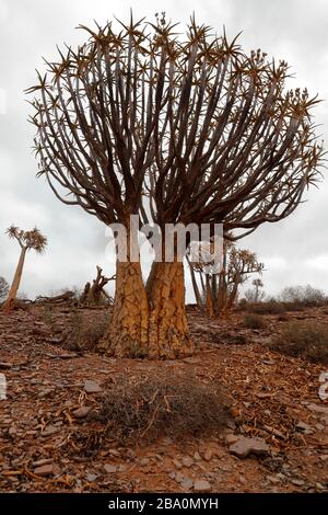 Forêt d'arbres de quiver à l'extérieur de Nieuwoudtville, province du Cap Nord, Afrique du Sud Banque D'Images