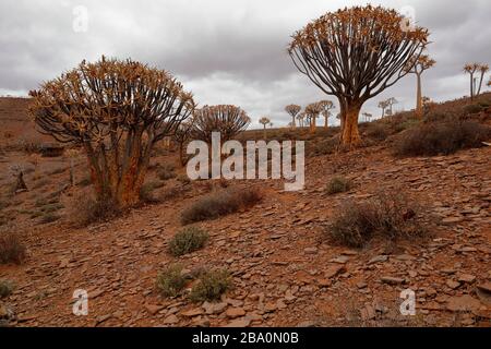 Forêt d'arbres de quiver à l'extérieur de Nieuwoudtville, province du Cap Nord, Afrique du Sud Banque D'Images