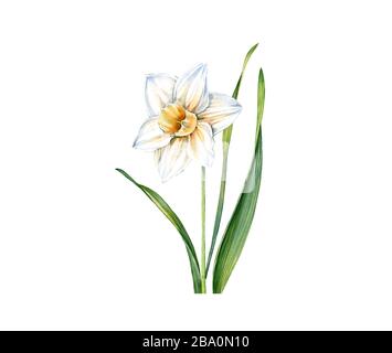 Fleur de jonquille blanche aquarelle. Narcisse réalistes avec des feuilles isolées sur blanc. Illustration florale botanique pour le mariage, cartes de Pâques Banque D'Images