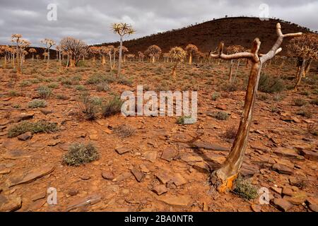 Forêt d'arbres de quiver à l'extérieur de Nieuwoudtville, province du Cap Nord, Afrique du Sud Banque D'Images