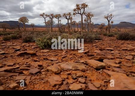 Forêt d'arbres de quiver à l'extérieur de Nieuwoudtville, province du Cap Nord, Afrique du Sud Banque D'Images