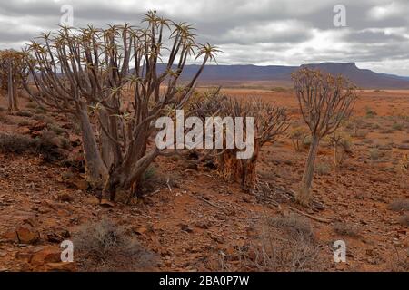 Forêt d'arbres de quiver à l'extérieur de Nieuwoudtville, province du Cap Nord, Afrique du Sud Banque D'Images