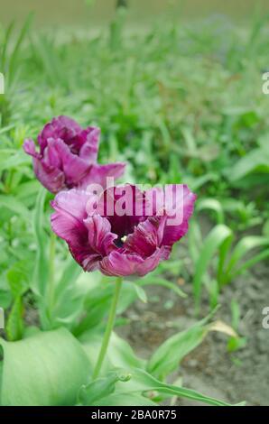 Fermetures de tulipes violettes violettes. Tulipe violette en fleurs dans le jardin Banque D'Images