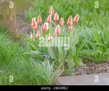 Tulipes multicolores poussant sur un champ dans le jardin. Fleurs de printemps colorées tulipes Banque D'Images