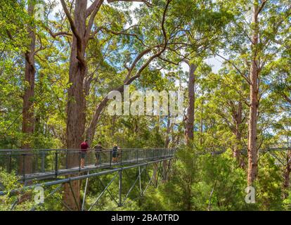 Valley of the Giants Tree Top Walk, parc national de Walpole-Nornalup, près du Danemark, Australie occidentale, Australie Banque D'Images