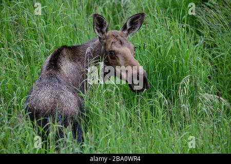 Moose regardant par-dessus son épaule Banque D'Images