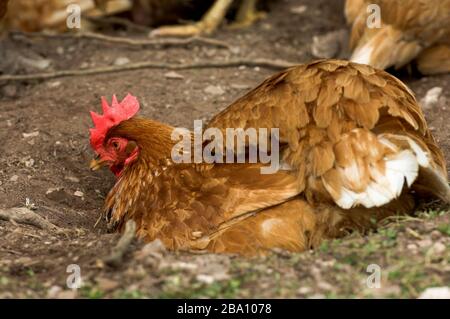 Poule de plage libre avec bain de poussière. Cumbria, Royaume-Uni. Banque D'Images