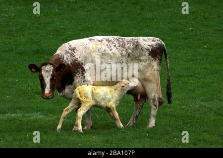 Vache Shorthorn avec un veau nouveau-né prenant sa première boisson de lait. Cumbria, Royaume-Uni. Banque D'Images