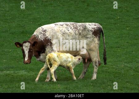 Vache Shorthorn avec un veau nouveau-né prenant sa première boisson de lait. Cumbria, Royaume-Uni. Banque D'Images