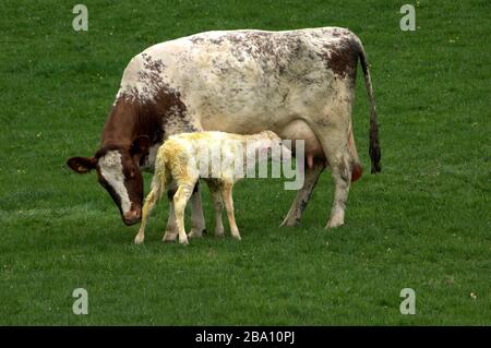 Vache Shorthorn avec un veau nouveau-né prenant sa première boisson de lait. Cumbria, Royaume-Uni. Banque D'Images