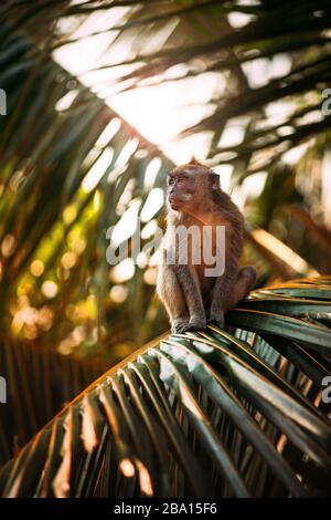 Singe assis sur un palmier au milieu d'une jungle pendant le lever du soleil Banque D'Images