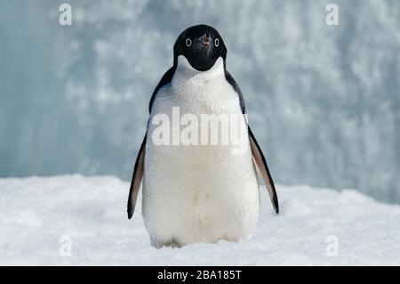 L’Antarctique Banque D'Images