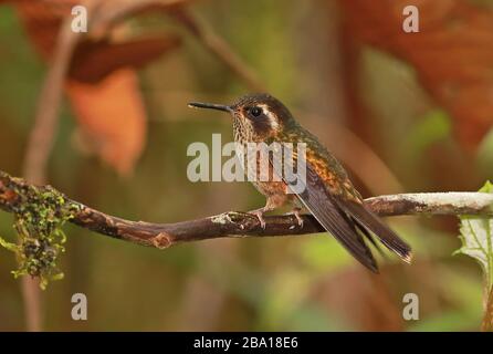 Hummingbird moucheté (Adelomyia melanogenys maculata) adulte perché sur la branche Owlet Lodge, Pérou Février Banque D'Images