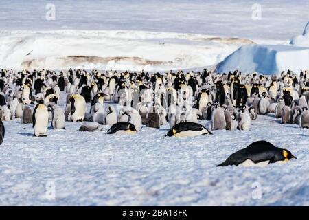 L’Antarctique Banque D'Images