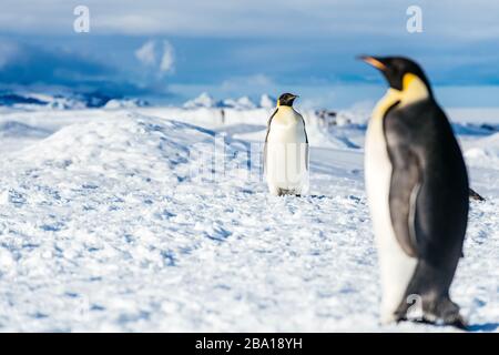 L’Antarctique Banque D'Images