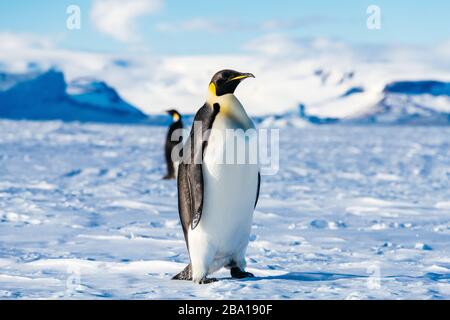 L’Antarctique Banque D'Images