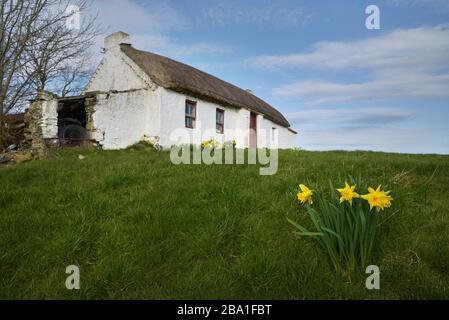 Chalet traditionnel en chaume dans la campagne irlandaise, un matin lumineux de printemps. Banque D'Images