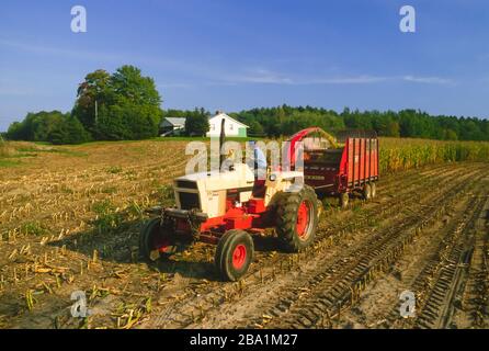 OSWEGO COUNTY, NEW YORK, États-Unis, SEPTEMBRE 1985 - Farmer on Tractor hacher le maïs d'alimentation dans le champ. Banque D'Images