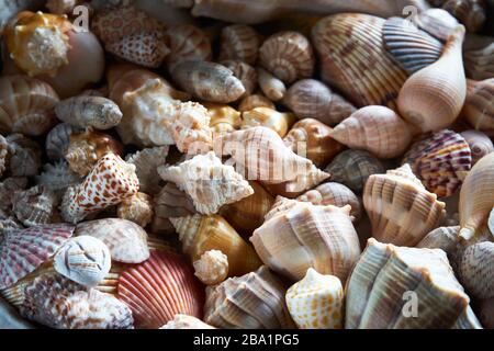 Groupe de divers coquillages de mer. Banque D'Images