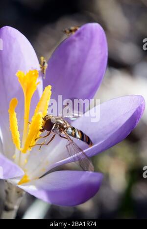 la mouche plantive marmalade mange du pollen de crcus au début du printemps dans le jardin Banque D'Images