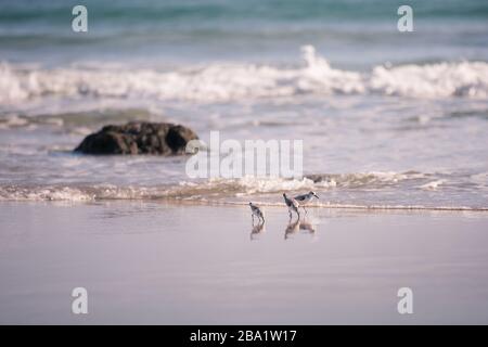 Oiseaux de plage : trois petits oiseaux de passage à gué (Calidris Alba) avec des vagues de mer et des rochers sur le fond Banque D'Images