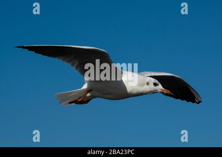 Seagull en vol à Hambourg Banque D'Images