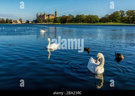 Des cygnes sur le lac devant le château de Schwerin Banque D'Images