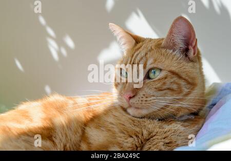 Un chat de gingembre féminin allongé sur une couverture dans un patch de soleil à travers une fenêtre. Banque D'Images