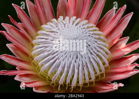 Protea cynaroides, le roi protea, est une plante à fleurs. C'est un membre distinctif de Protea, ayant la plus grande tête de fleur du genre. Banque D'Images