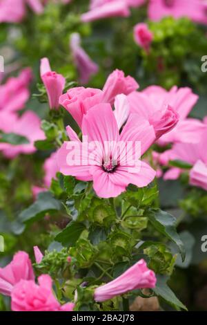Fleurs roses chaudes Lavatera Novella. Banque D'Images