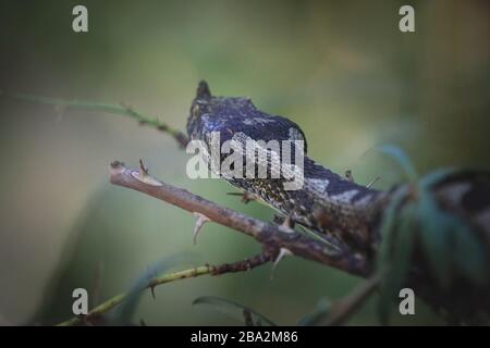 Bitis nasicornis est une espèce vipère venimeuse qui se trouve dans les forêts d'Afrique de l'Ouest et du Centre. Un grand vipère, connu pour sa coloration frappante et pro Banque D'Images