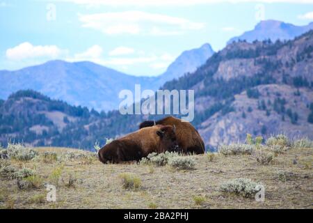 Wild Bison assis sur une colline de montagne dans le parc national de Yellowstone Banque D'Images