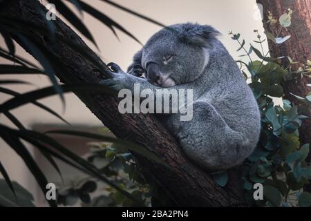 Les koalas habitent généralement des boisés ouverts d'eucalyptus, et les feuilles de ces arbres constituent la plupart de leur alimentation. Banque D'Images