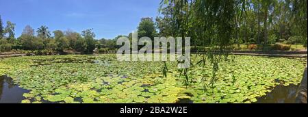 Vue panoramique sur l'étang plein de nénuphars situé à l'intérieur des jardins botaniques de Brisbane en Australie Banque D'Images