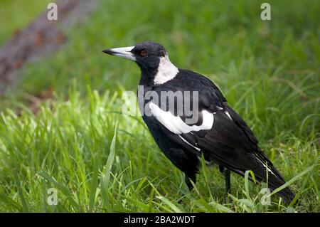 Gros plan sur une magnifique tarte aux magpies australiennes (Gymnorhina tibicinen) qui marche sur l'herbe verte à Brisbane Banque D'Images