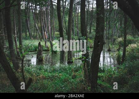 Découvrez la nature slovaque. Neuf parcs nationaux. Pics majestueux, vallées profondes et gorges mystérieuses. Grandes forêts qui sont pleines de vie. Les Carpates Banque D'Images