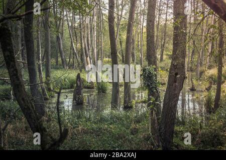 Découvrez la nature slovaque. Neuf parcs nationaux. Pics majestueux, vallées profondes et gorges mystérieuses. Grandes forêts qui sont pleines de vie. Les Carpates Banque D'Images