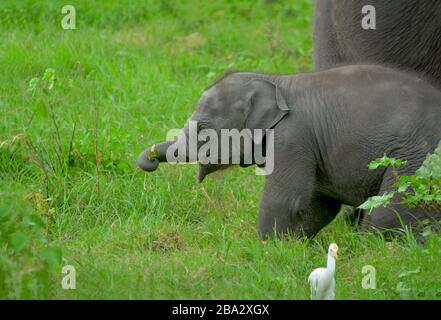 Éléphant de bébé sauvage dans le parc national d'Udawalawe, Sri Lanka Banque D'Images
