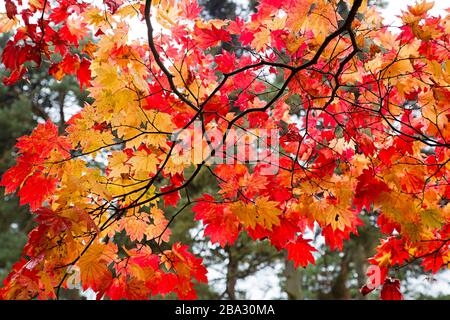 Westonbirt Arboretum, Gloucestershire, Royaume-Uni, Enhgland Banque D'Images