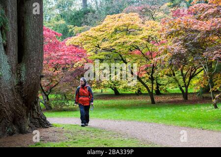 Femme marchant à travers l'Arboretum de Westonbirt, Gloucestershire, Enhangland, Royaume-Uni Banque D'Images