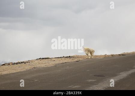 Une chèvre au sommet du mont Evans dans le Colorado Banque D'Images