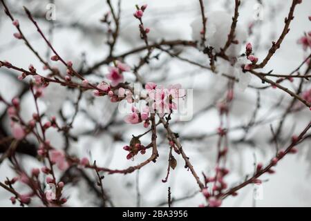 Neige sur des fleurs de pêche. Branches d'arbres fleuris recouvertes de neige. Printemps avec forte chute de neige Banque D'Images