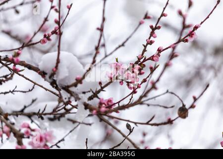 Neige sur des fleurs de pêche. Branches d'arbres fleuris recouvertes de neige. Printemps avec forte chute de neige Banque D'Images