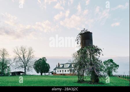 Wisteria sauvage, Hygrophila difformis, qui grandit sur une ancienne tour d'eau rustique et rouillée dans une ferme de l'Alabama rural, aux États-Unis. Banque D'Images