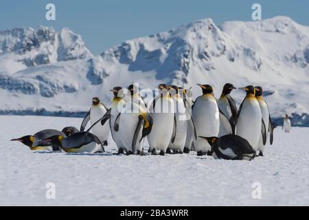 Le groupe des pingouins du roi (Aptenodytes patagonicus) s'est réuni sur la plaine enneigée de Salisbury, île de Géorgie du Sud, Antarctique Banque D'Images