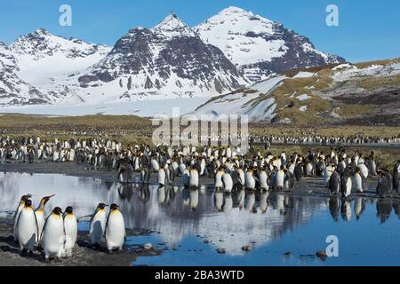 Colonie de pingouins (Aptenodytes patagonicus) et montagnes enneigées, plaine de Salisbury, île de Géorgie du Sud, Antarctique Banque D'Images