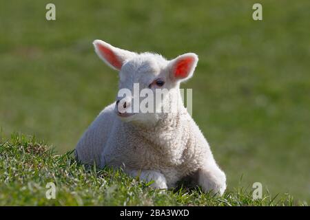 Moutons domestiques (bélier d'Ovis gmelini), agneau, enfant animal, Schleswig-Holstein, Allemagne Banque D'Images