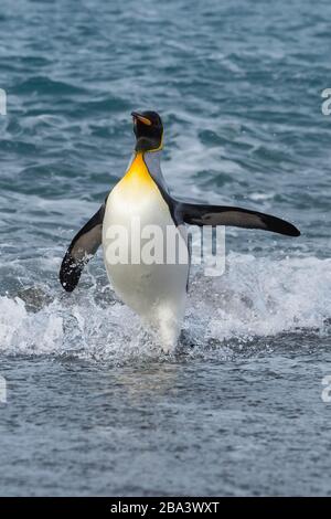 King Penguin (Aptenodytes patagonicus) en sortant de l'eau, plaine de Salisbury, île de Géorgie du Sud, Antarctique Banque D'Images