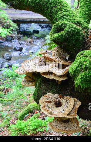 Polyporus squamosus ou Pheasant's Back champignons, ou Dryad's Saddle champignon et mousse verte sur le vieux arbre de hêtre à côté de Mountain creek Banque D'Images