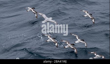 Le cap des pétrels ' Daption capense ' voler dans l'antarctique avec un Fulmer du Sud ' Fulmarus glacialoides ' . Banque D'Images